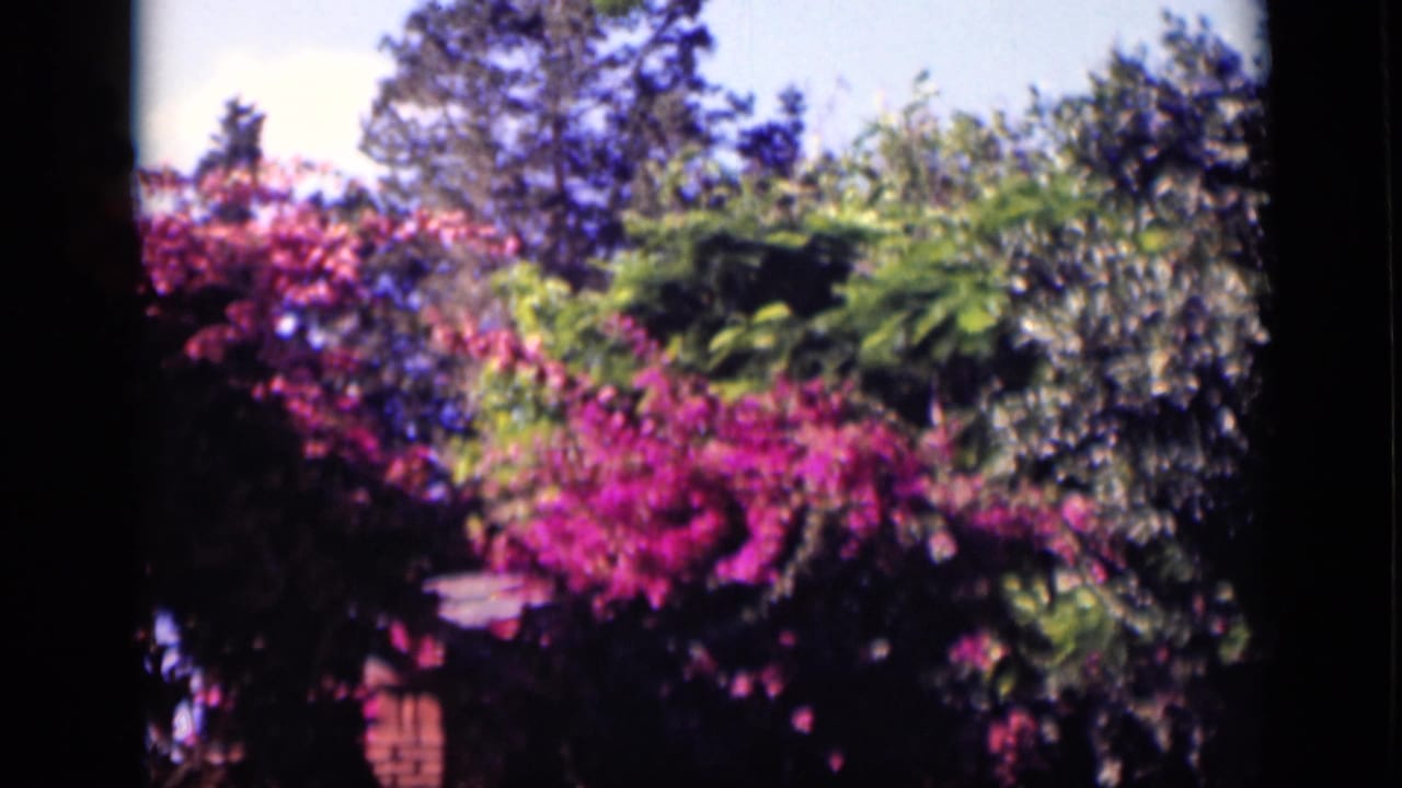 1946 Cairo home-movie frame showing vivid pink bougainvillea and layered greenery near a roadside, with soft 8mm color and dark frame edges.