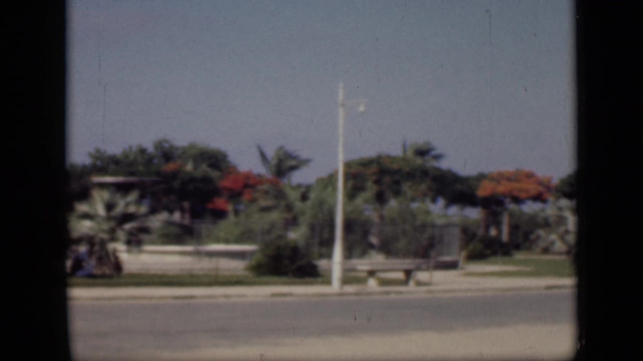 Quiet road beside benches, palms, red-flowering trees, and a tall white pole behind dark frame edges.