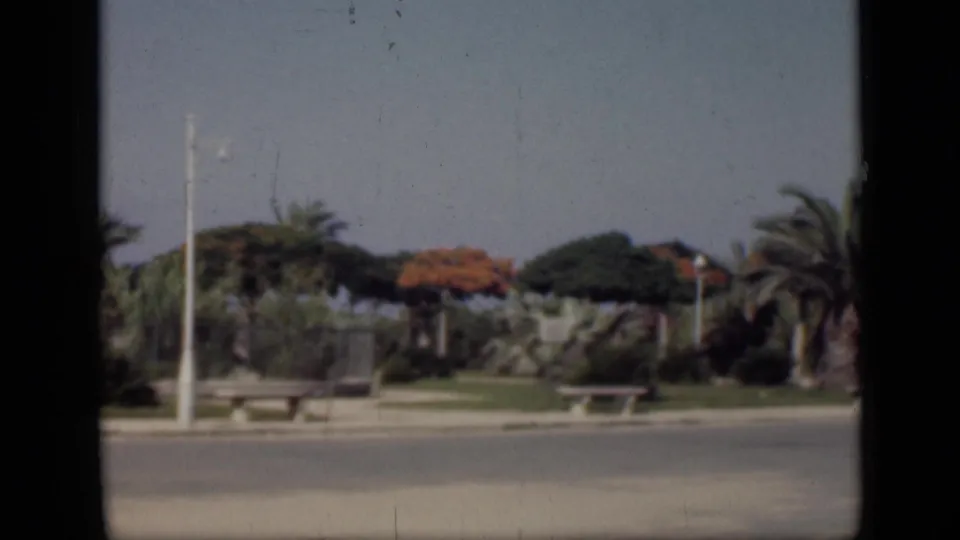 1946 Cairo street view with pale benches, palm trees, red-flowering trees, shrubs, and a white pole visible across a quiet road.