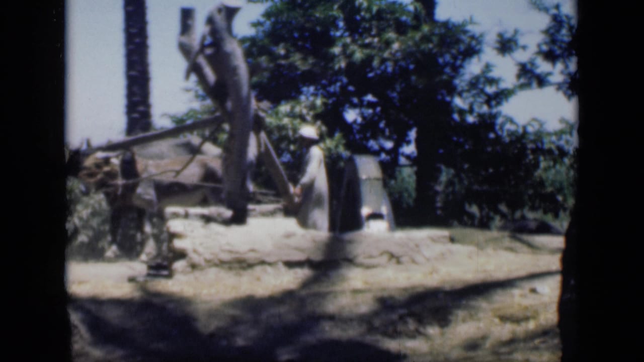 Donkey harnessed to a long pump arm with a man nearby under trees.