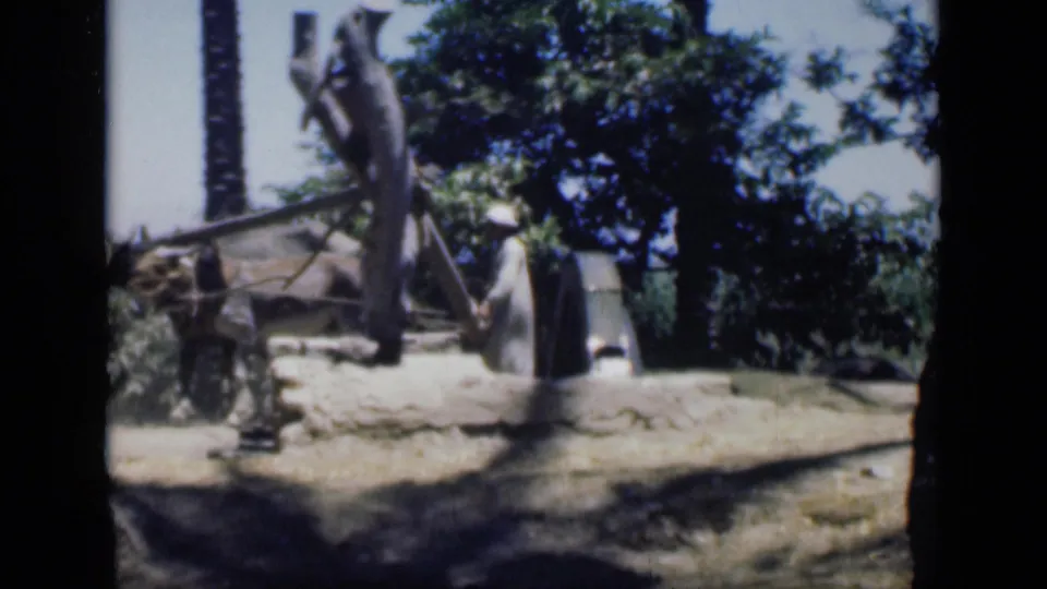 1946 Cairo home-movie frame of a harnessed donkey turning a wooden water-pump mechanism as a man oversees it.