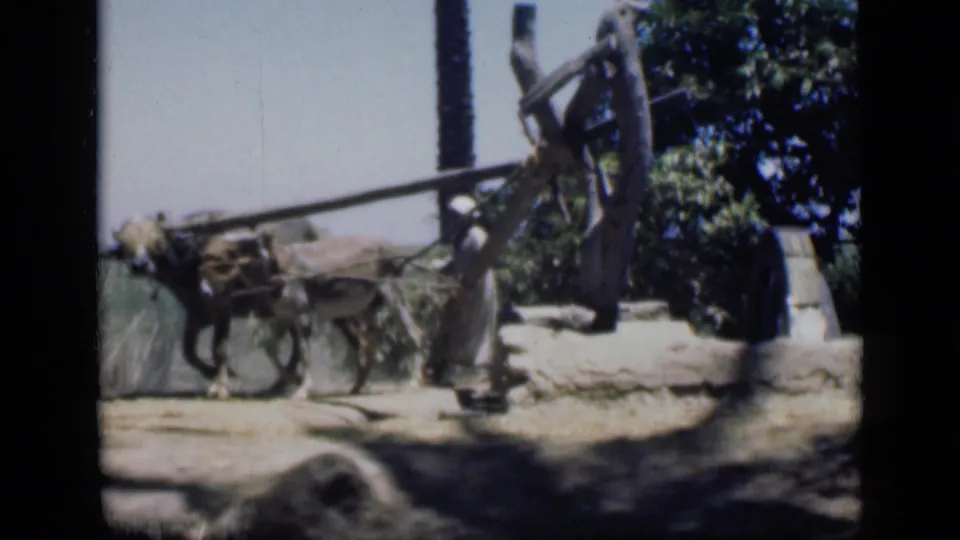 1946 Cairo home-movie frame showing the donkey continuing around the water pump with the man positioned beside the apparatus.