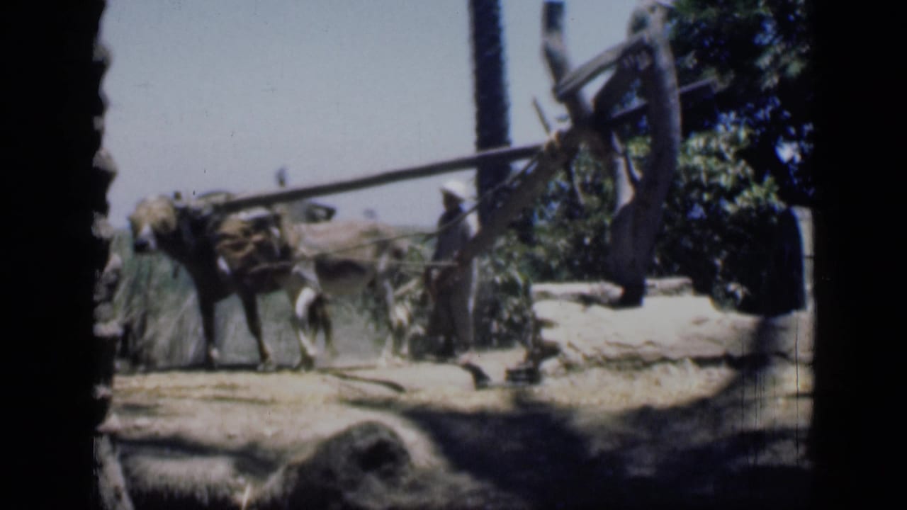 In 1946 Cairo-area 8mm footage, draft animals move near a sandy field edge while a man stands by a wooden implement among palms and shrubs.