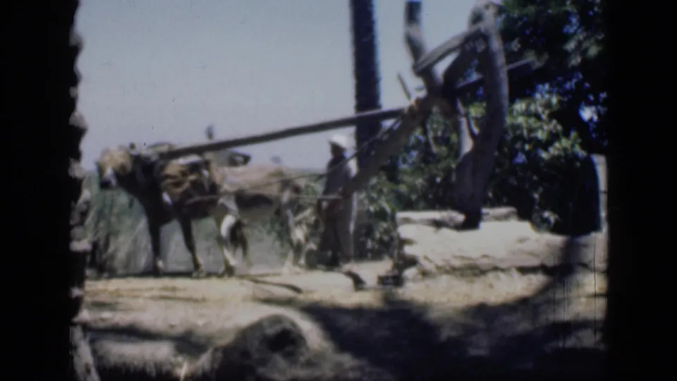 In 1946 Cairo-area 8mm footage, draft animals move near a sandy field edge while a man stands by a wooden implement among palms and shrubs.