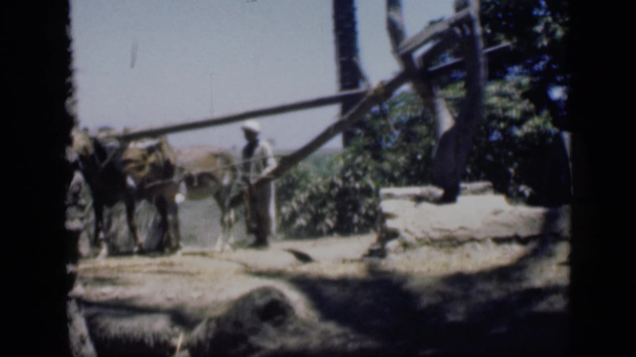 A man stands beside draft animals and a wooden plow-like implement in a bright rural setting.
