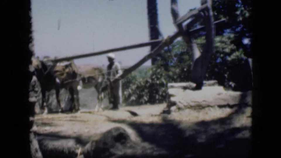 A man in loose clothing stands near draft animals and a wooden plow-like beam in the bright Cairo-area agricultural scene.