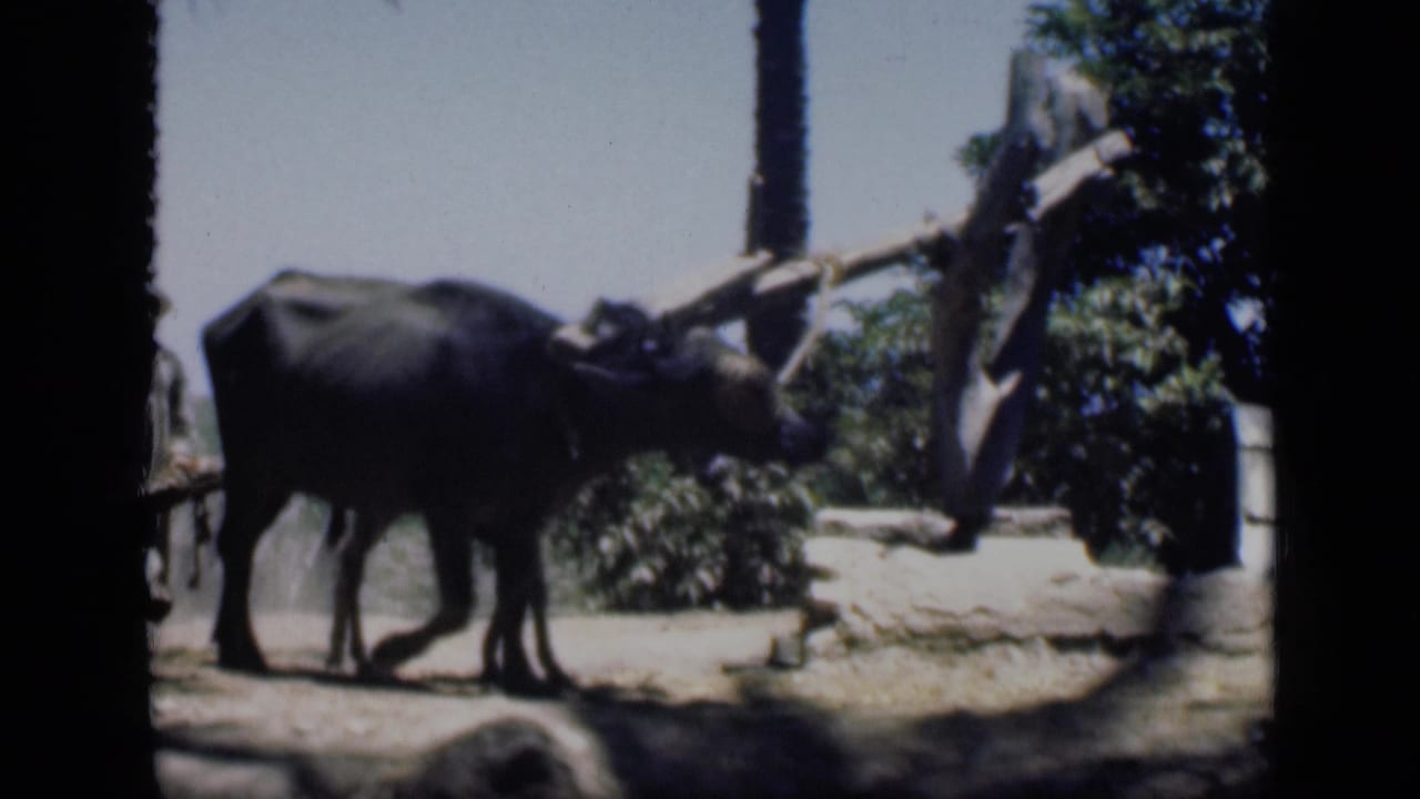 A large dark draft animal crosses the foreground of the 1946 Cairo agricultural footage, with foliage, palms, and a wooden implement nearby.