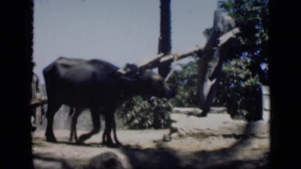 A large dark draft animal crosses the foreground of the 1946 Cairo agricultural footage, with foliage, palms, and a wooden implement nearby.