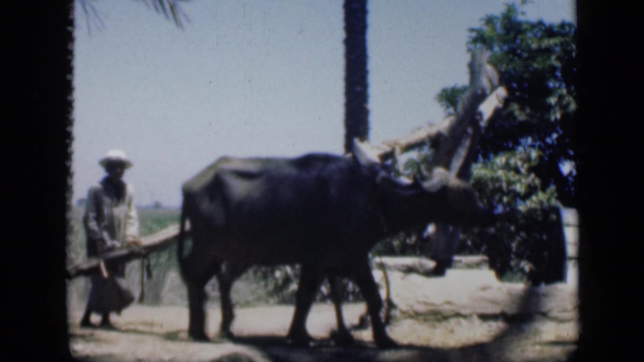 In the Cairo-area 8mm scene, a man walks beside a large dark draft animal as it pulls or guides a wooden farm implement across sandy ground.