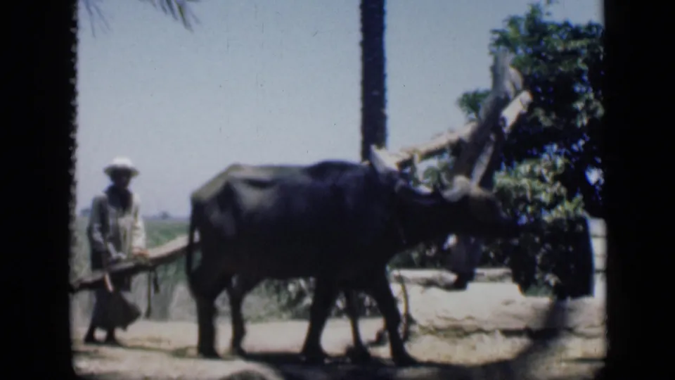 In the Cairo-area 8mm scene, a man walks beside a large dark draft animal as it pulls or guides a wooden farm implement across sandy ground.