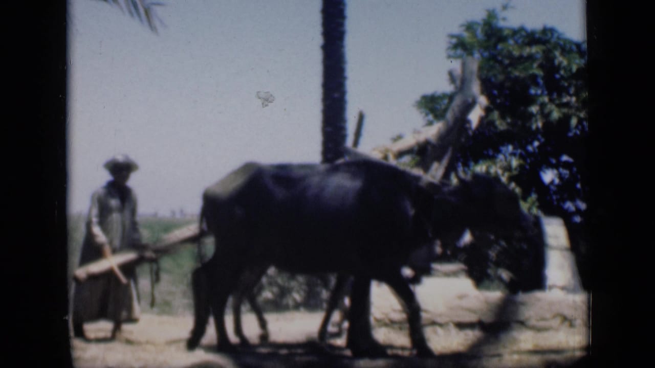 In 1946 Cairo-area home-movie footage, a man guides a water buffalo attached to a wooden irrigation beam near fields and palm trees.