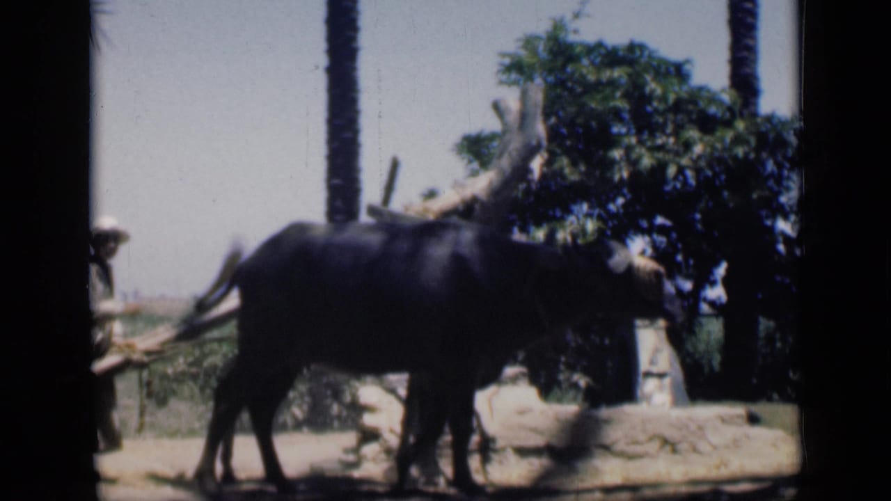The water buffalo advances around the wooden irrigation device, with the handler partly obscured and palm trees behind the scene.