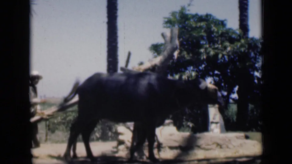 The water buffalo advances around the wooden irrigation device, with the handler partly obscured and palm trees behind the scene.