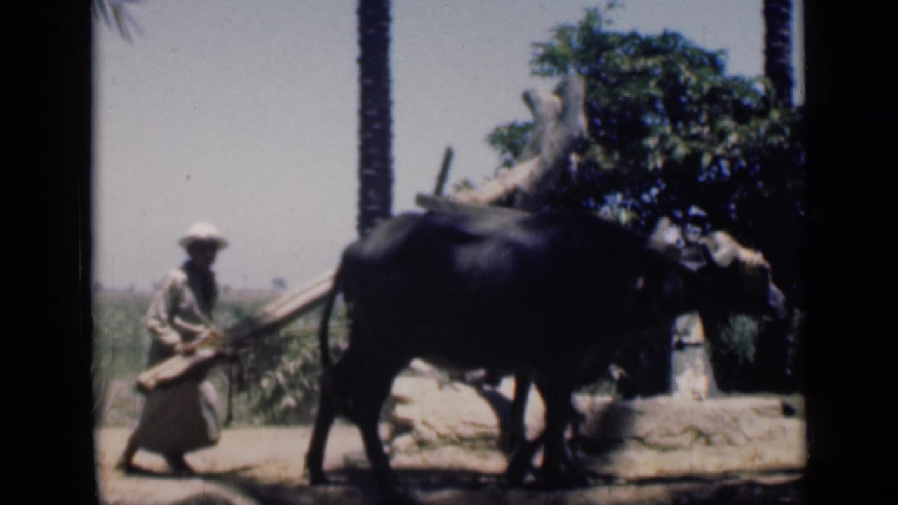 A man in light clothing follows the water buffalo as it pulls the wooden beam around the irrigation setup in rural Cairo footage.