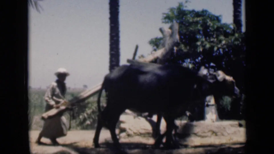 A man in light clothing follows the water buffalo as it pulls the wooden beam around the irrigation setup in rural Cairo footage.