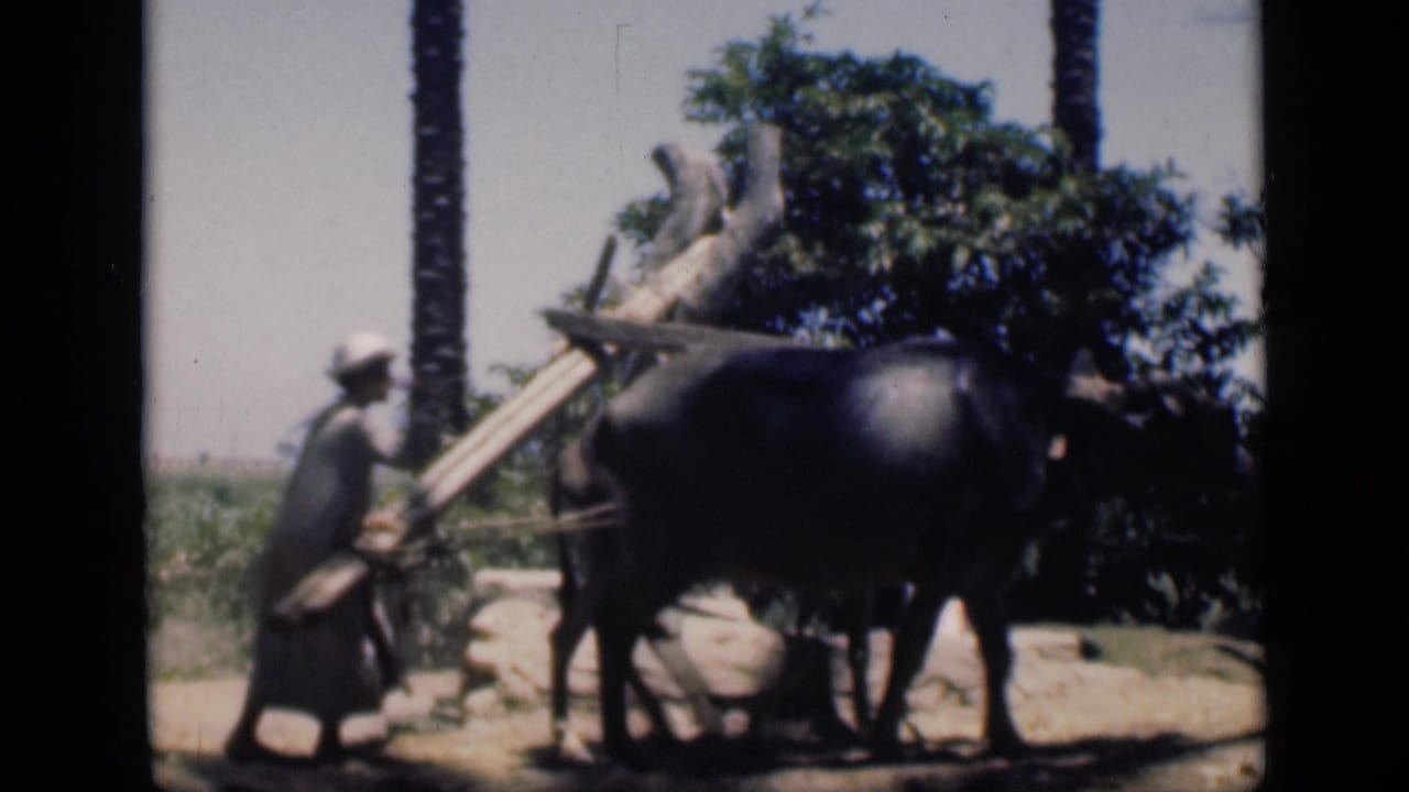The water buffalo passes close to the camera with the handler and wooden irrigation beam visible behind it in the 1946 Egypt scene.