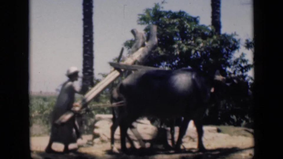 The water buffalo passes close to the camera with the handler and wooden irrigation beam visible behind it in the 1946 Egypt scene.