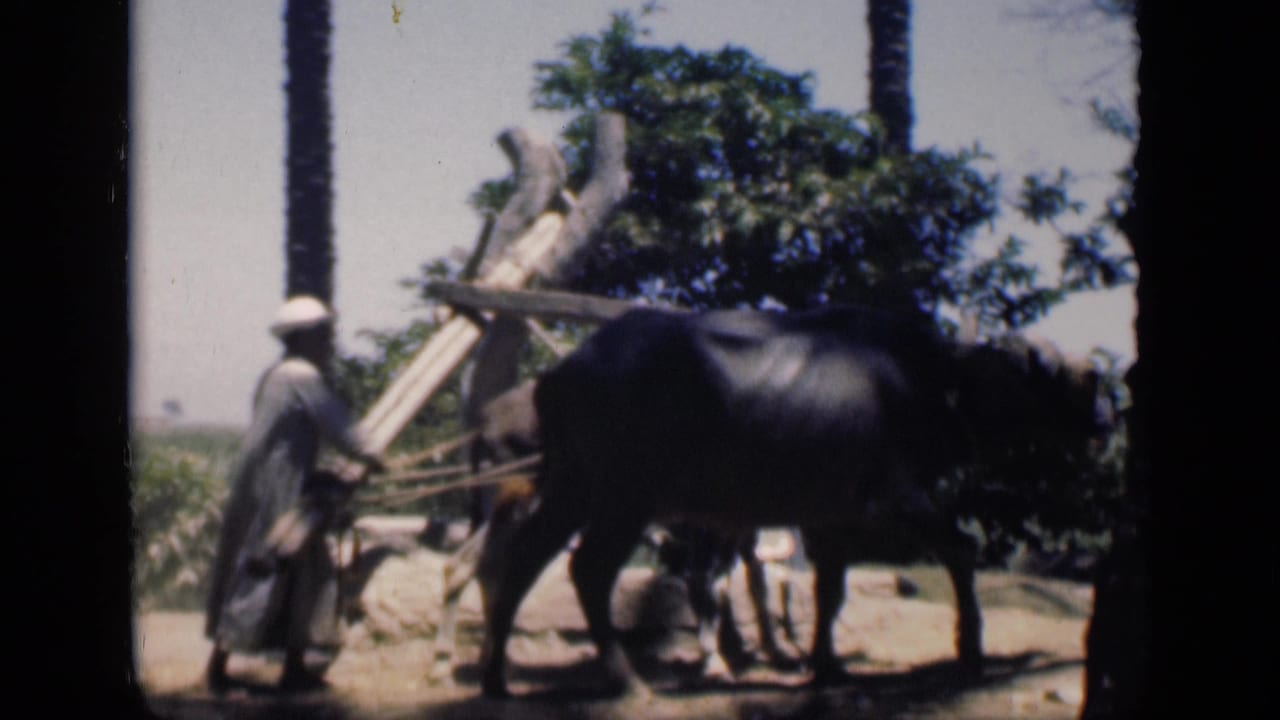 In 1946 Cairo footage, a robed man appears to guide a water buffalo with wooden agricultural equipment in bright sun.