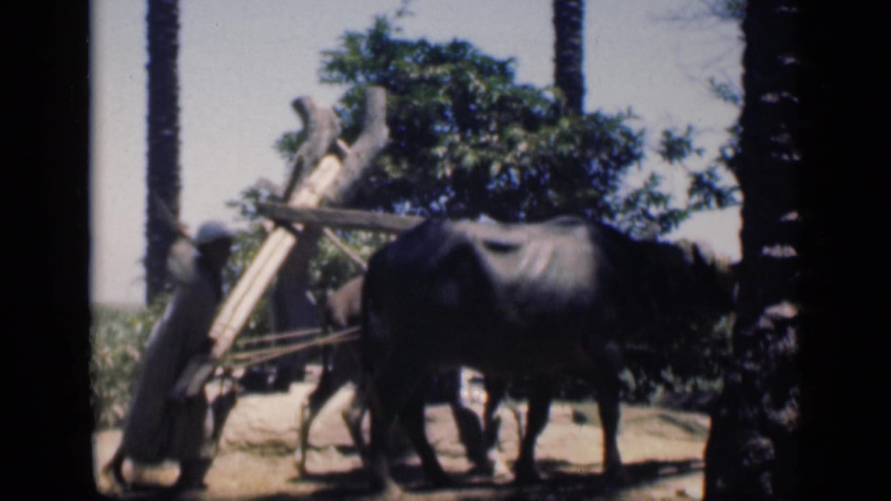 Water buffalo stands near wooden equipment while a robed man is partly visible beside it.