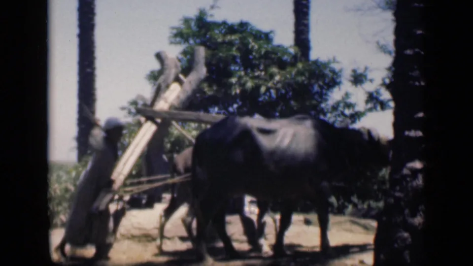 The 1946 Cairo scene continues with the water buffalo and wooden frame in a sunlit rural setting with palms.