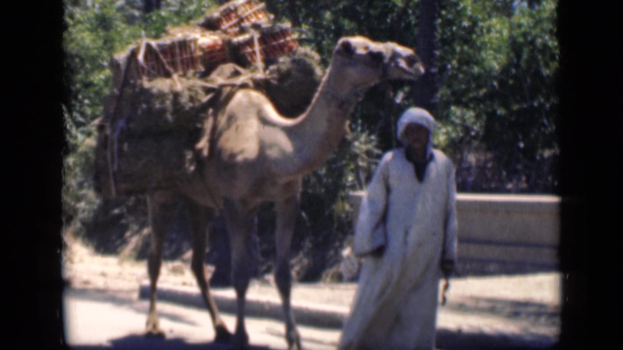 In the Cairo home-movie footage, a man in white robes walks with a pack camel carrying a bulky load.
