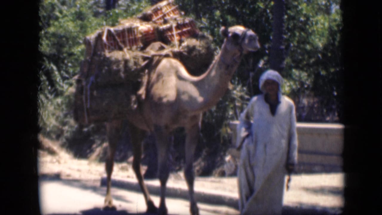 The 1946 Cairo clip shows the man and loaded camel passing through a bright roadside or path setting.