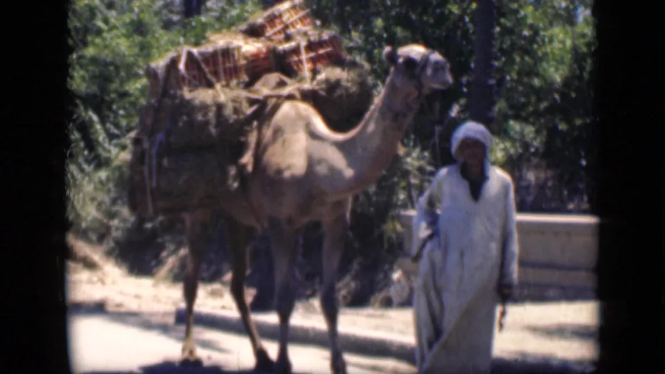 The 1946 Cairo clip shows the man and loaded camel passing through a bright roadside or path setting.