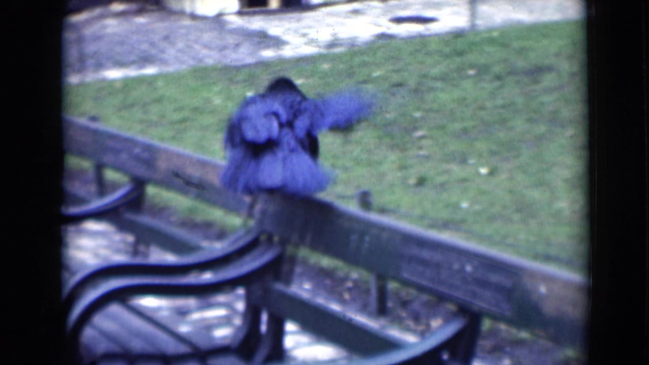 Crow flapping its wings on the back of a wooden park bench near grass and paving.