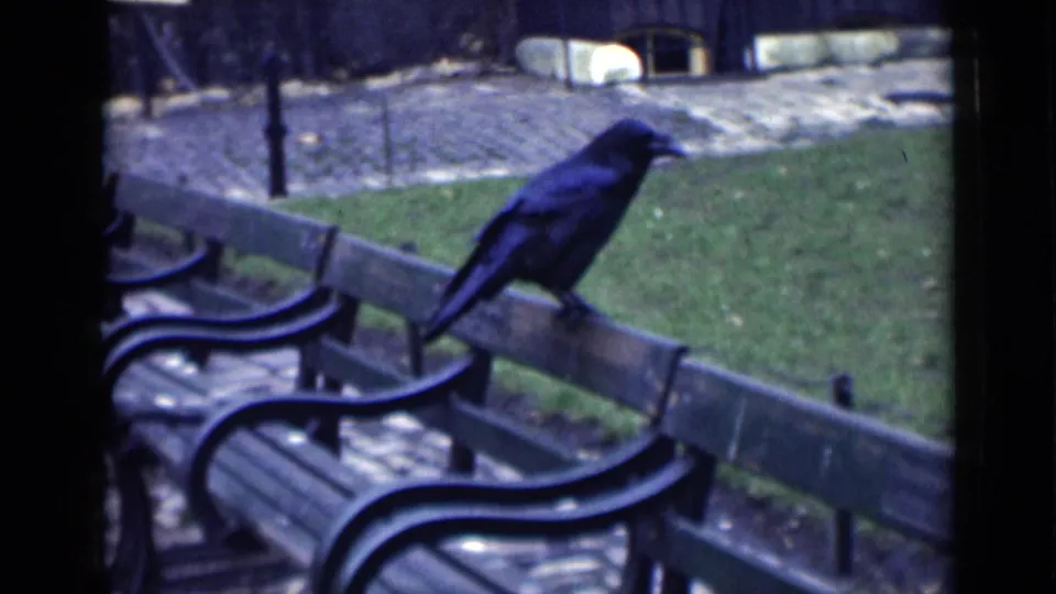 A crow stands on the back of a public bench in a London garden, with grass, cobbles, and empty benches around it.