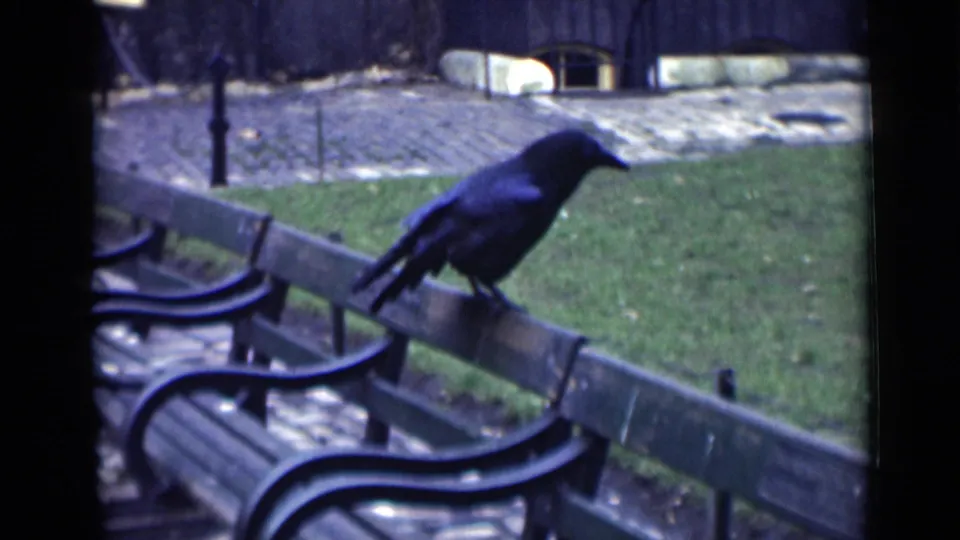 The crow remains perched on the park bench in the 1946 London garden footage, facing toward the open grass and path.