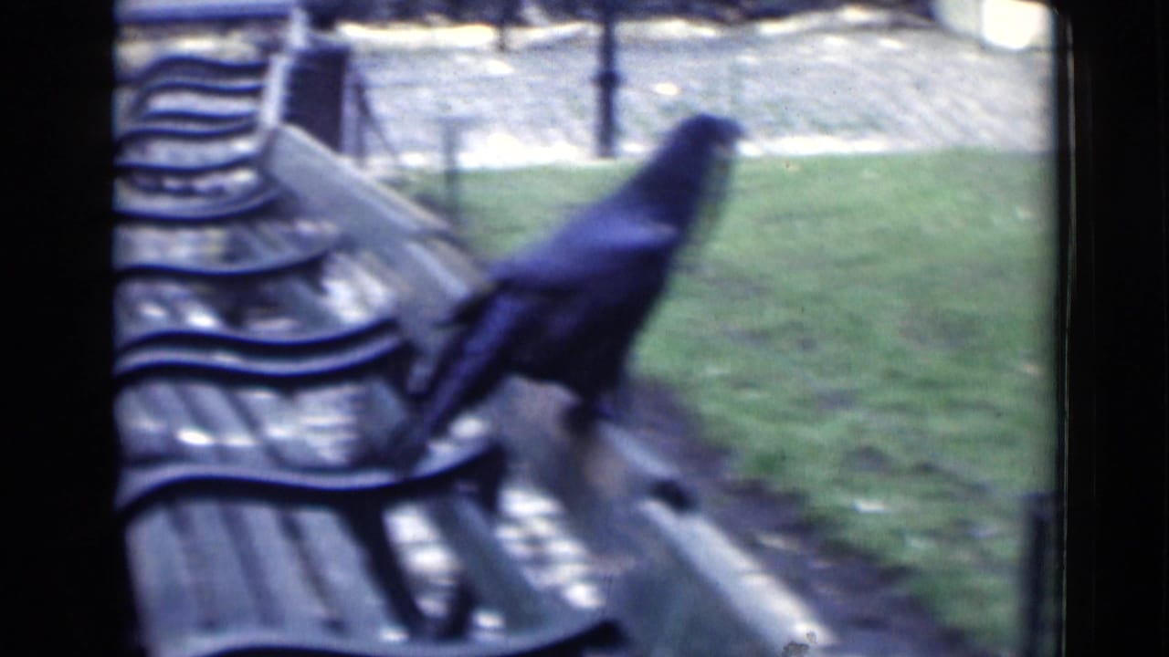 A black crow stands on a wooden park bench in a London park setting, with grass, path and other benches visible.