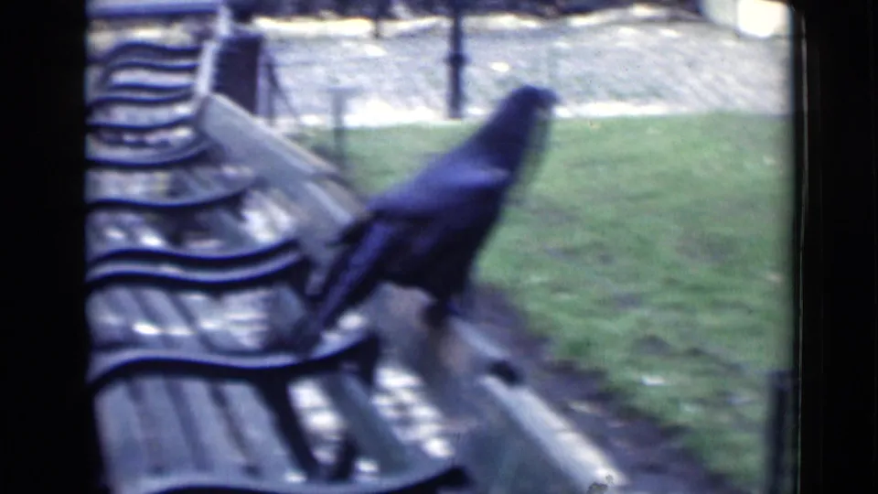 A black crow stands on a wooden park bench in a London park setting, with grass, path and other benches visible.