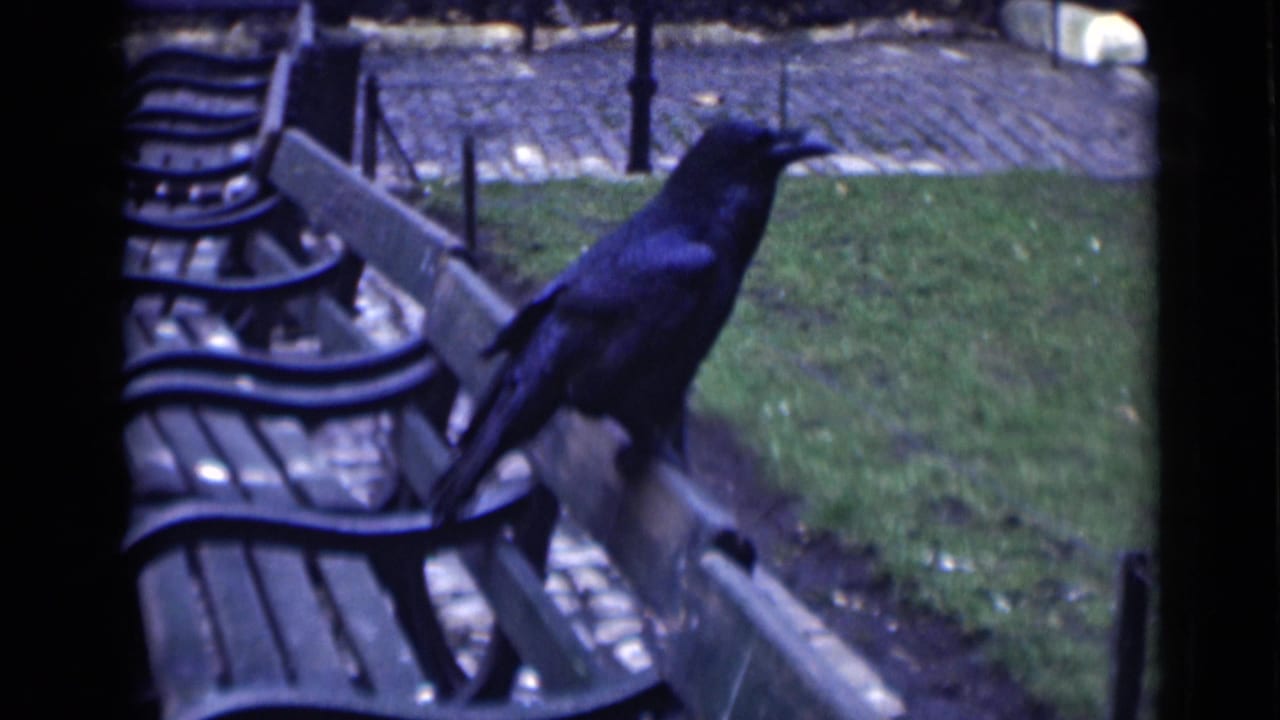 Crow stands alert on a bench back with grass and path behind it.