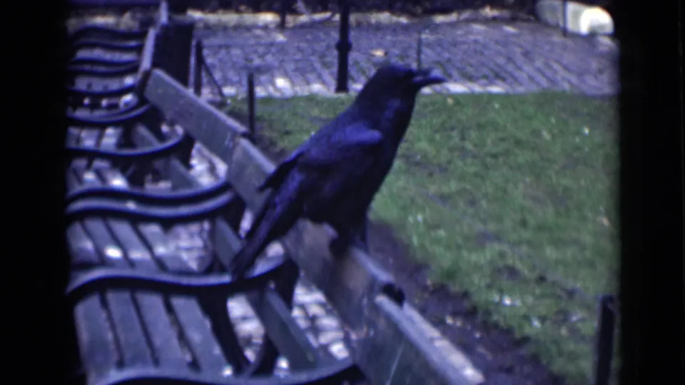 The crow perches on the bench back in the supplied 1946 London park footage, facing toward the grass and paved path.