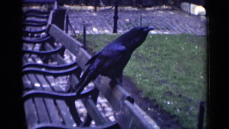 A black crow remains on the park bench backrest, with soft-focus 8mm detail showing grass, path and nearby bench hardware.