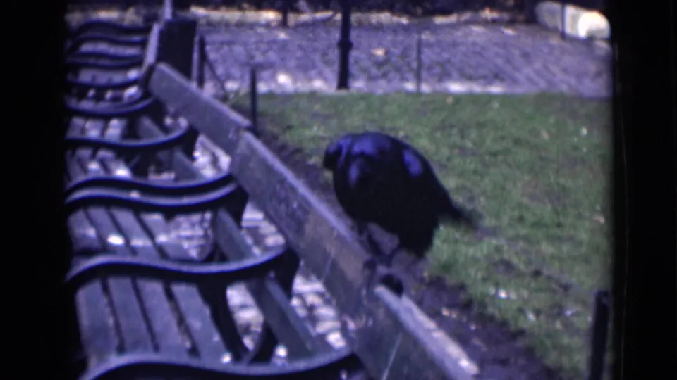The crow lowers its head while perched on a London park bench, possibly searching along the bench edge for food.