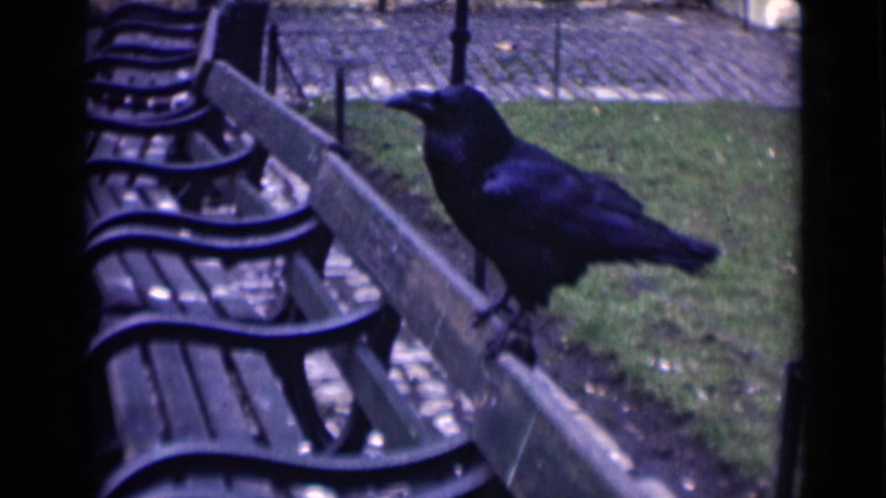 In 1946 London home-movie footage, a black bird perches on a wooden bench near metal park benches, grass, and a cobbled path.
