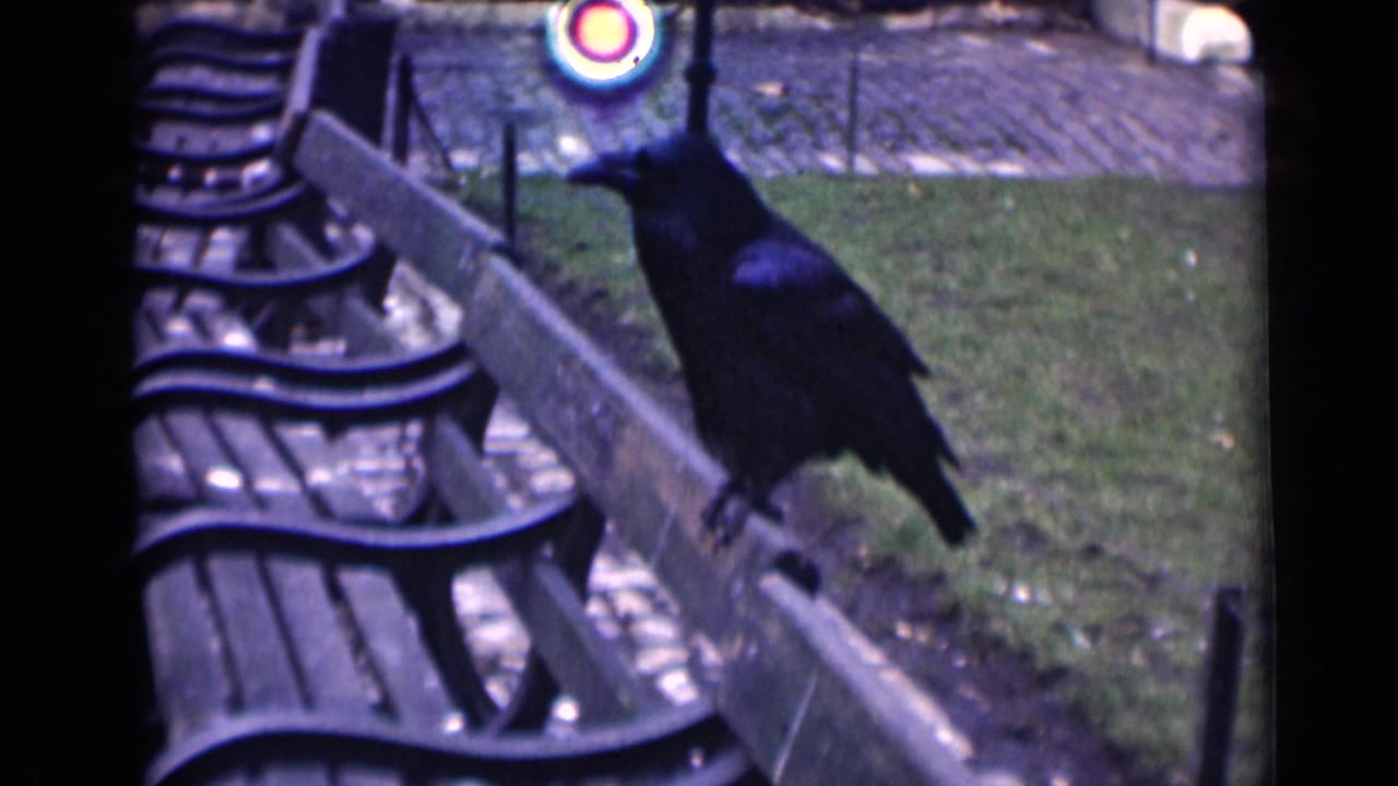 Black bird standing on a bench with benches, grass, and path behind it.