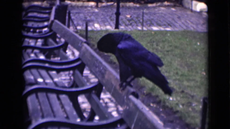 The black bird bends forward on the wooden bench in the 8mm London footage, framed by metal benches and a strip of grass.