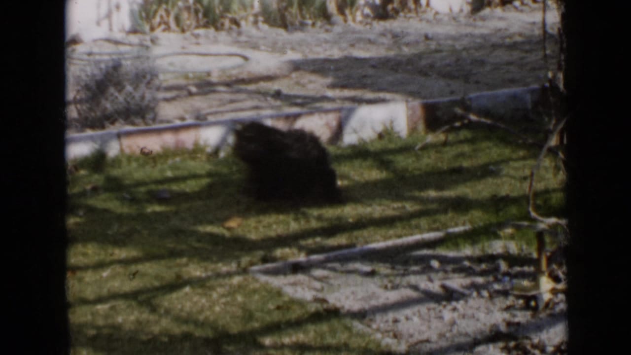 A black curly-haired dog moves through a sunny San Diego yard in faded 8mm home-movie footage.