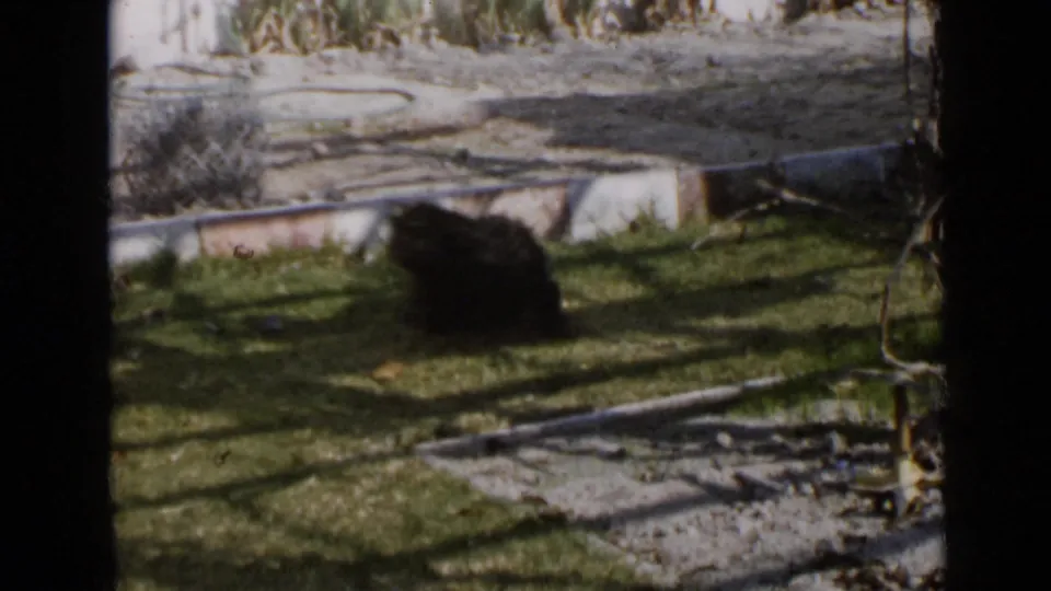 A black curly-haired dog moves through a sunny San Diego yard in faded 8mm home-movie footage.