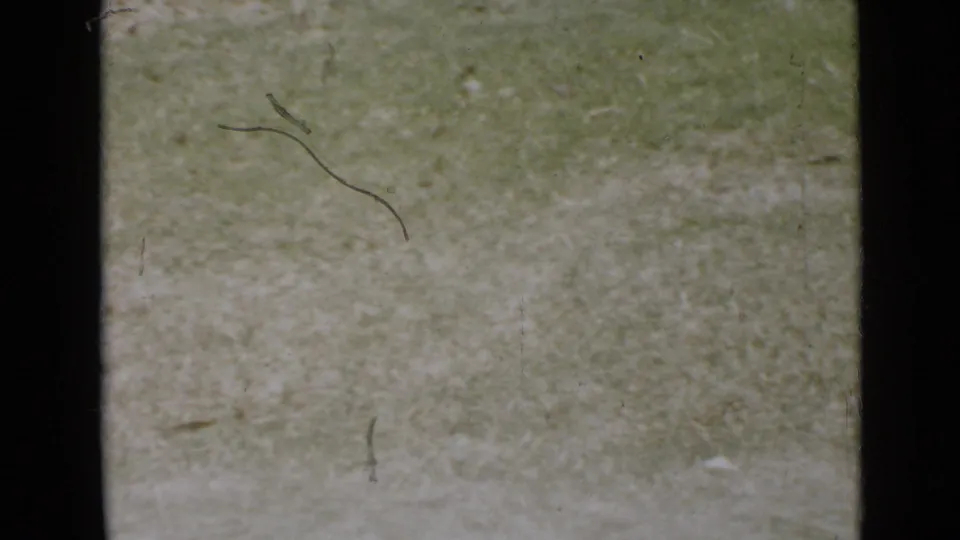 Overexposed 8mm frame of the grassy yard, with scratches and faded color during the brief dog sequence.