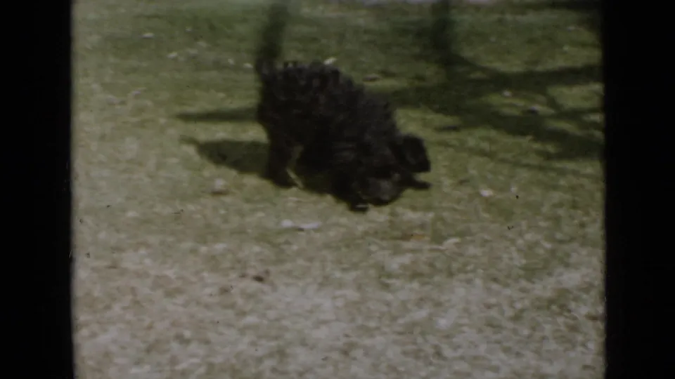 Topsy, a black curly-haired dog, runs across a sunny grassy yard in 1940s San Diego home-movie footage.