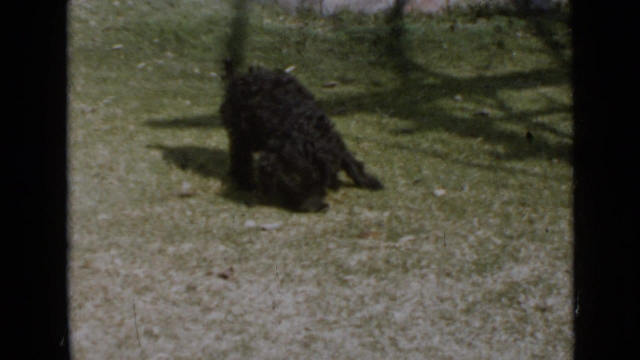Small black curly dog sitting on a grassy yard in dappled sunlight.