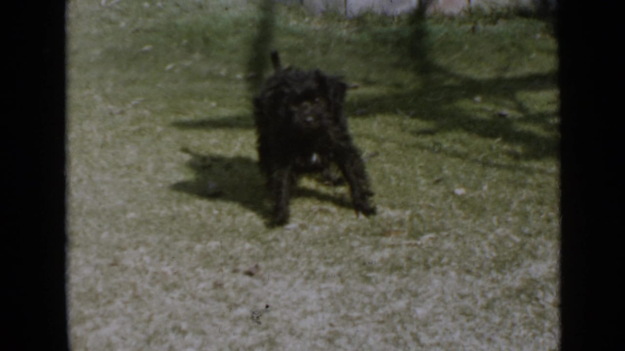 1949 San Diego yard frame with a small black curly dog standing on grass and looking toward the camera.