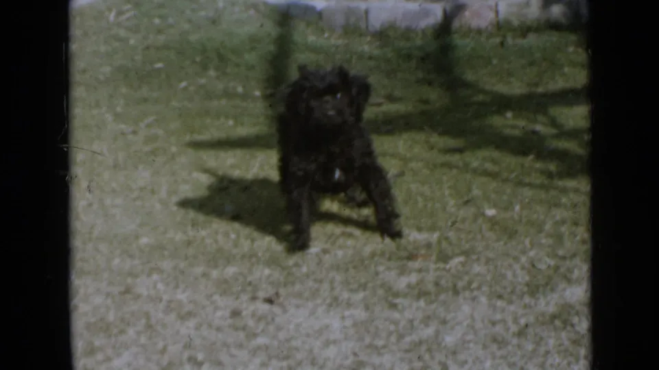 1949 San Diego home-movie frame of a small black dog paused on a patchy grassy yard.