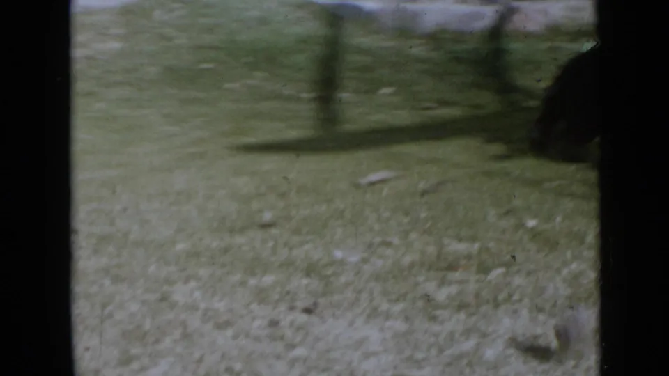1949 San Diego home-movie frame with motion blur as the black dog moves out of the yard scene at right.