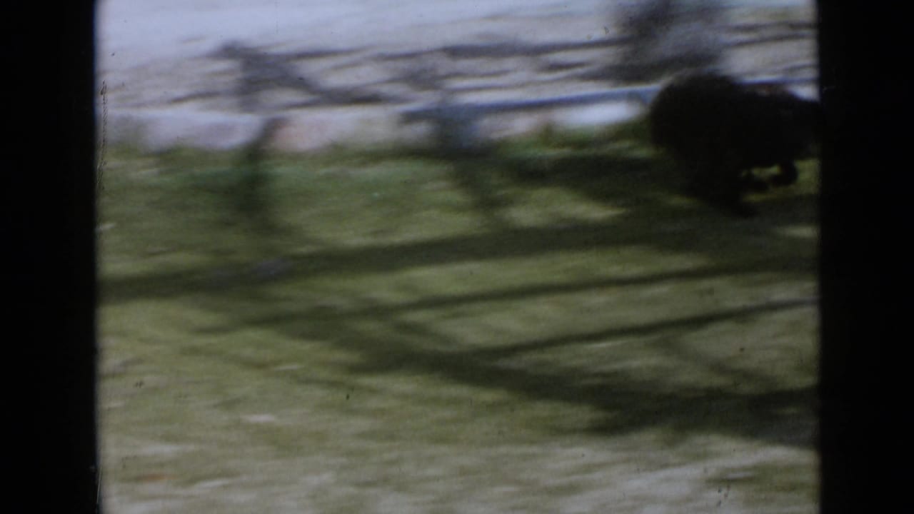 Motion-blurred 1949 San Diego backyard frame with a small dark dog moving near the edge of the lawn.