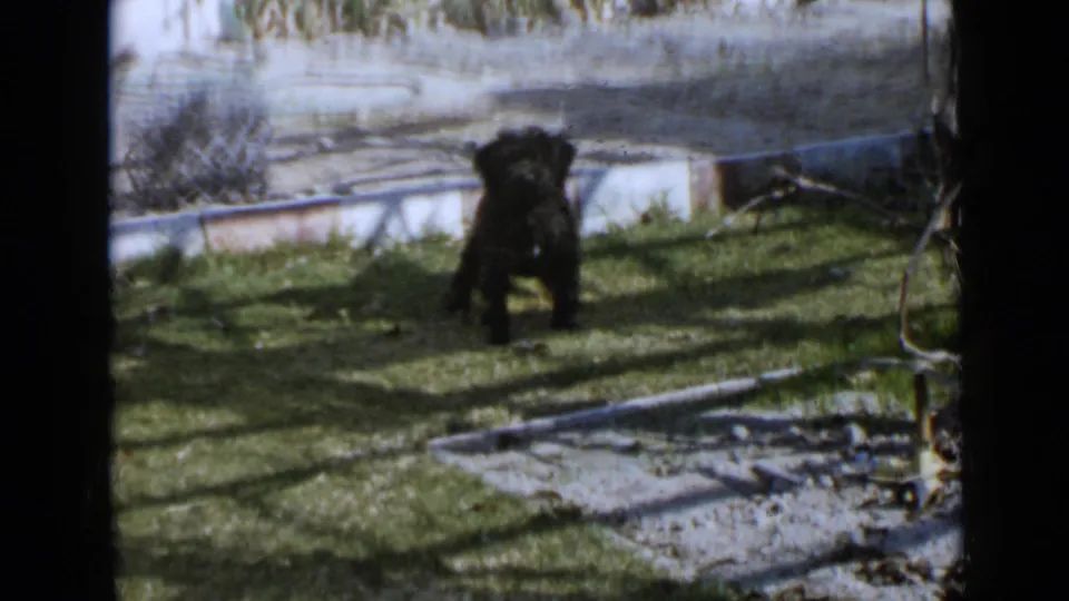 1949 San Diego home-movie frame of a small dark dog standing in a grassy backyard near a low concrete border.