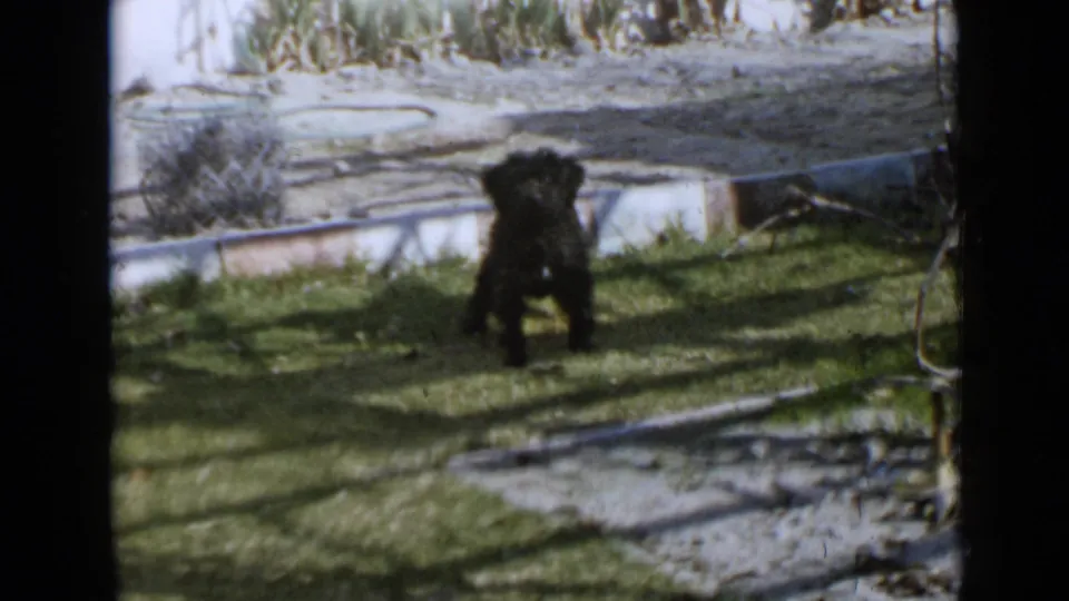 1949 San Diego backyard frame showing a small dark dog facing the camera on grass with curb edging and yard debris behind it.